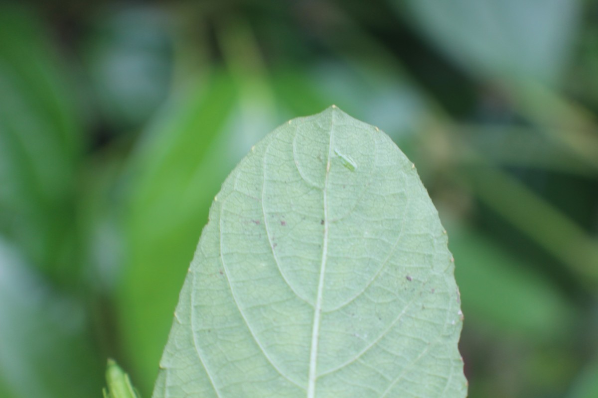 Ruellia tuberosa L.